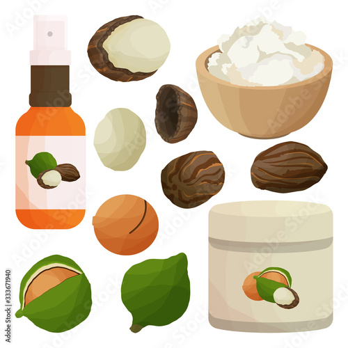 Vector illustration with shea butter set or vitellaria. Walnut shell and walnut kernel for cosmetic creams. Package or brochure design, label.
