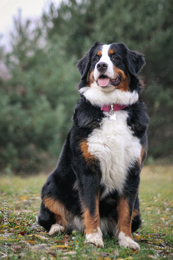 Crazy bernese mountain dog female playing. Dog in action.