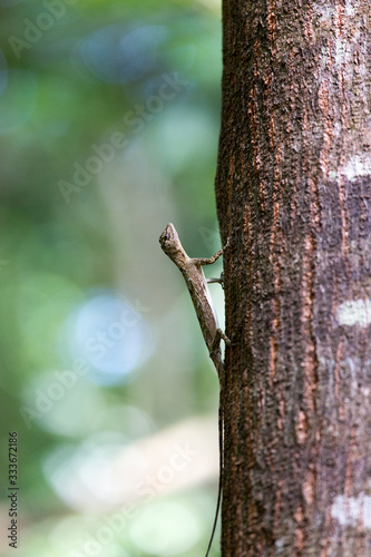 A flying lizard in Tangkoko national park