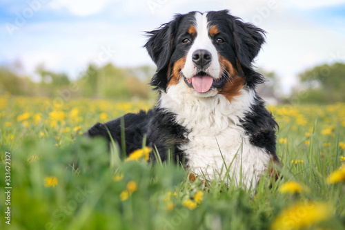 Happy bernese mountain dog in beautiful spring flowerd field. Spring flovers and dog. photo