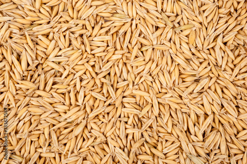 Background of oat grains. Healthy eating