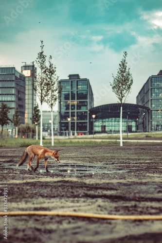 fox in the city