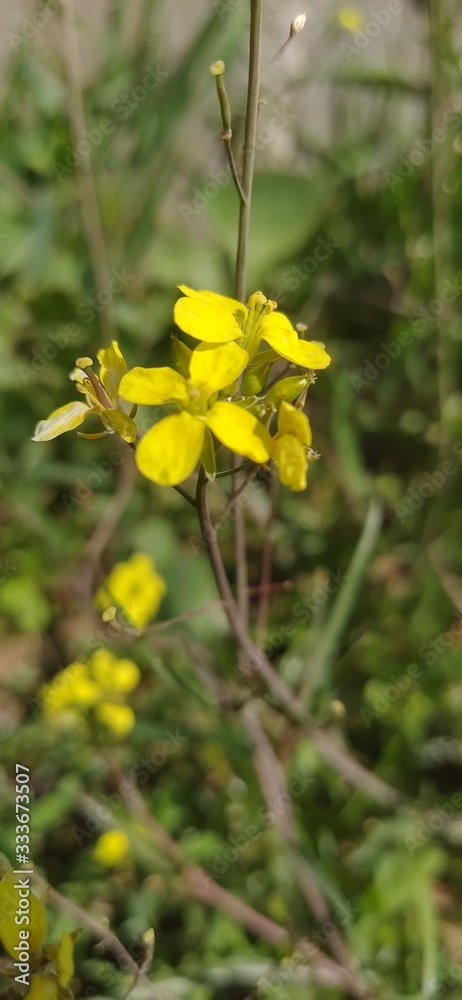 yellow flowers on background of green grass