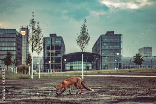 Fototapeta Naklejka Na Ścianę i Meble -  fox in the city