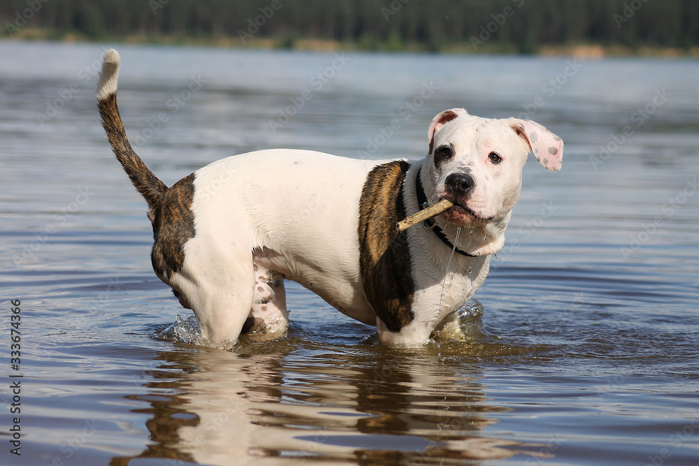 American Staffordshire Terrier in the beach. Dog in the beach