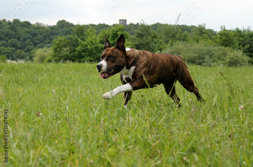 Amstaff dog in the park lie on the grass.