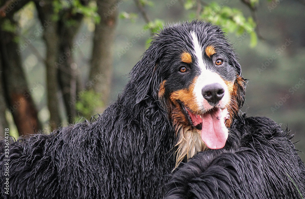 Bernese mountain dog posing near water. 