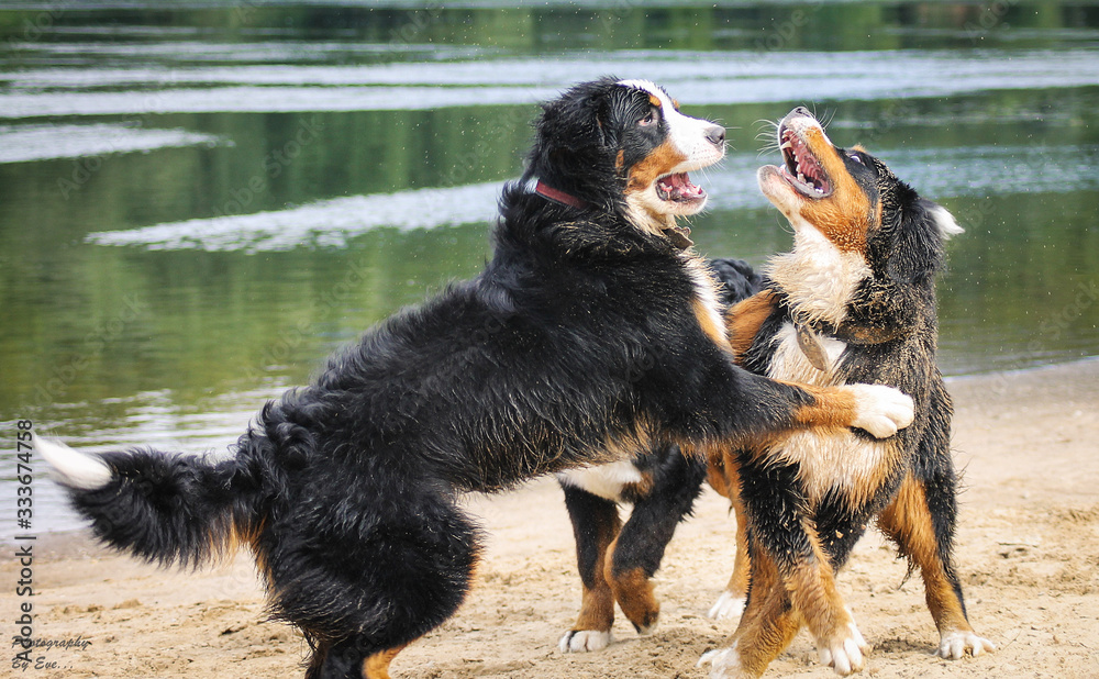 Bernese mountain dogs playing outside in the water and sand. Action photography of dogs. Bernese mountain dogs playing outside in the water and sand. Action photography of dogs.