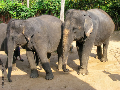 Photography A pair of Asian Elephants (Elephas maximus)