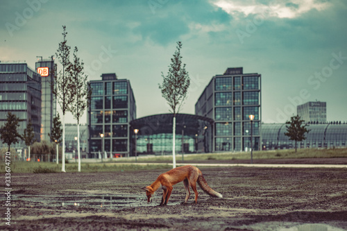 Fototapeta Naklejka Na Ścianę i Meble -  fox in the city