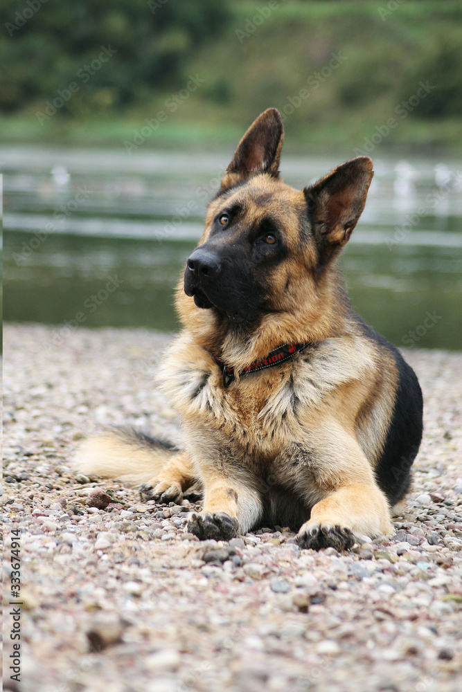 German shepherd dog posing outside in the nature park	