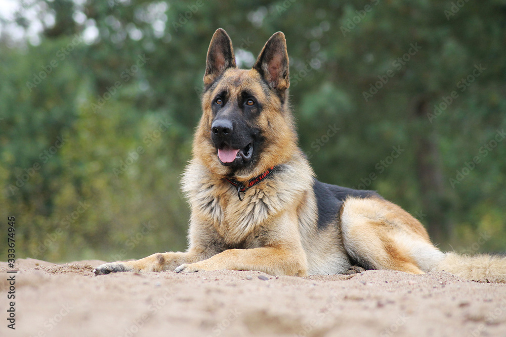 Fototapeta premium German shepherd dog posing outside in the nature park