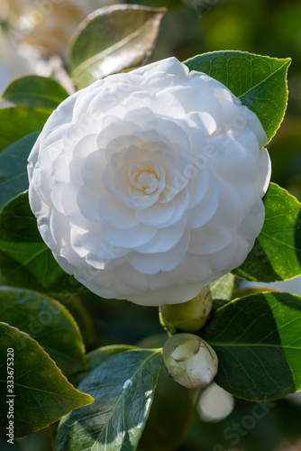 Flower of white camellia japonica Mathotiana alba