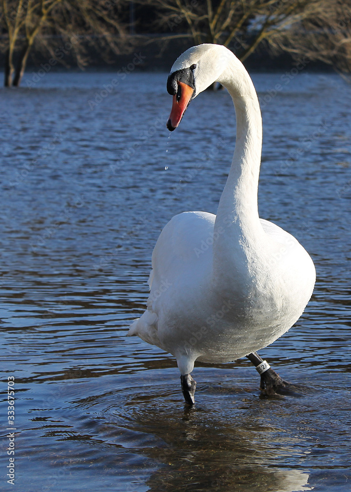 Swan in the river. Swan and birds around. Swan in the river. Swan and birds around.