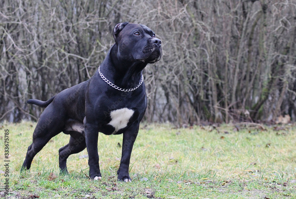 American staffordshire terrier male portrait. Stock Photo Adobe