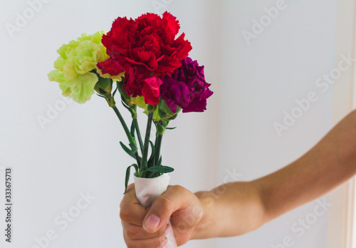 Hand holding a bunch of color carnation © Tripodland