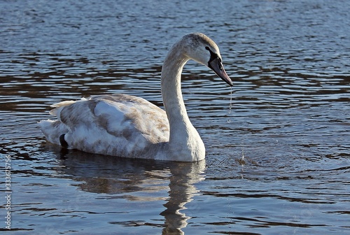 Swan in the river. Swan and birds around.