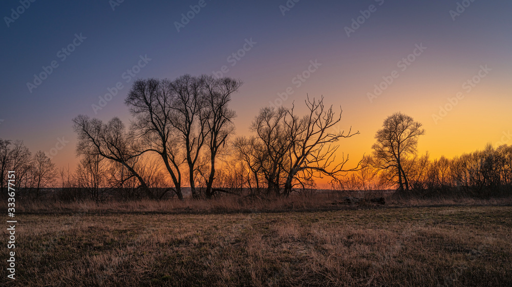 Magnificent sunset in the spring field with bare trees and gradient sky