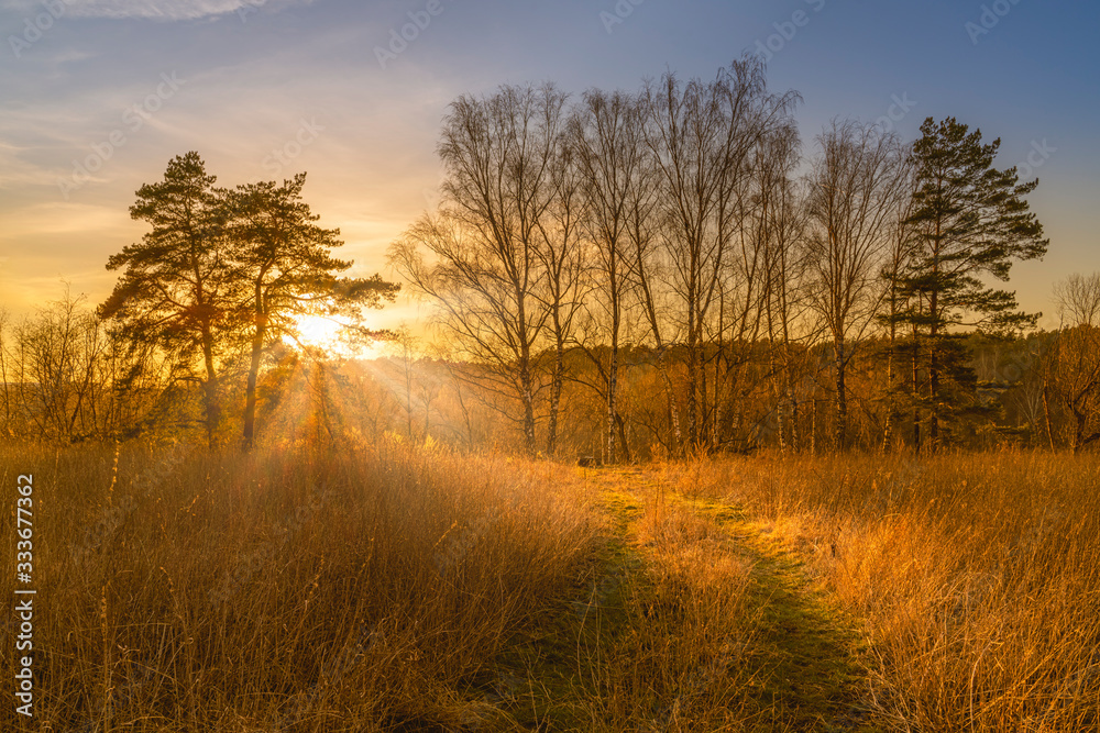 Foggy evening in the forest at sunset 