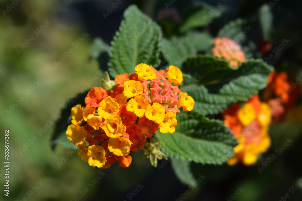 Shrub verbena flower Shrub verbena flower
