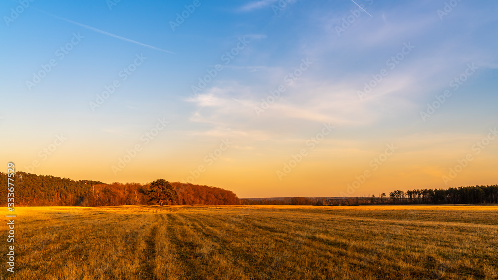Spring wide angle landscape with forest, trees and sunset sky