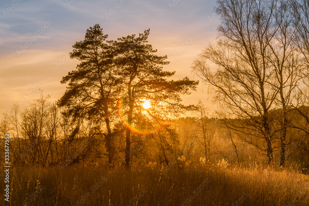 Sunset in the forest