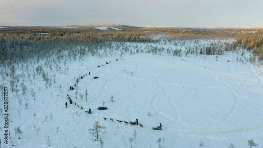Aerial Drone Shot Of Tourist Group Getting Ready Before Husky ride In Lapland Rovaniemi Finland Landscape Aerial Drone Shot Of Tourist Group Getting Ready Before Husky ride In Lapland Rovaniemi Finland Landscape
