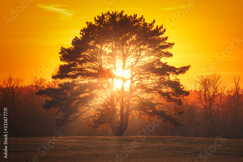 Beautiful spring landscape with lone tree and orange sky at sunset  photo