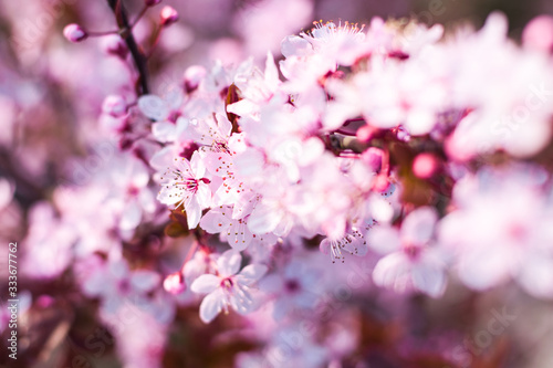spring flower cherry © Daniel