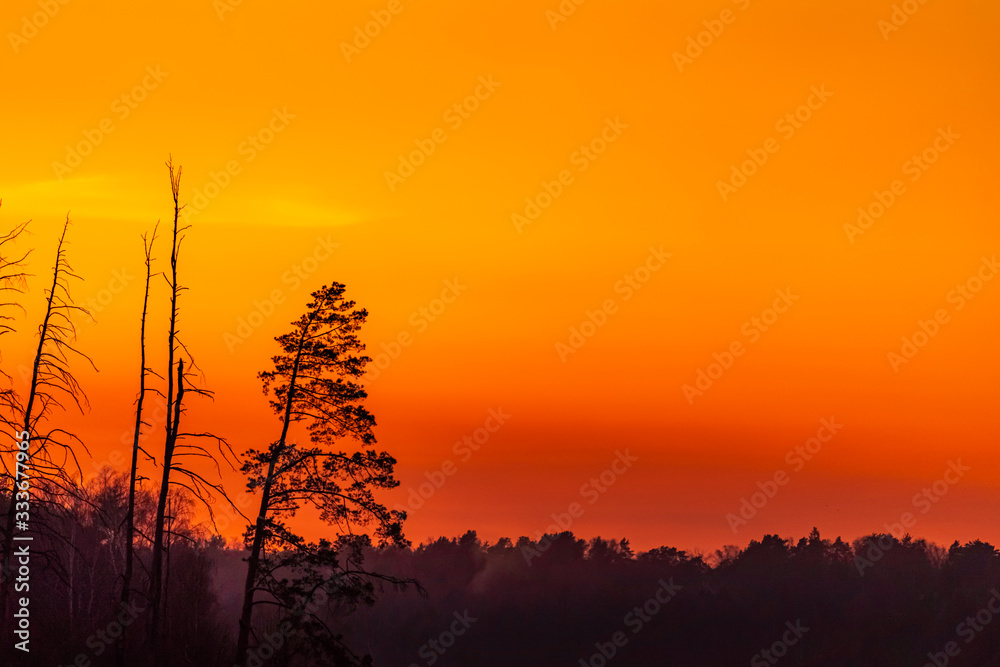 Orange sunset over the forest and isolated tree