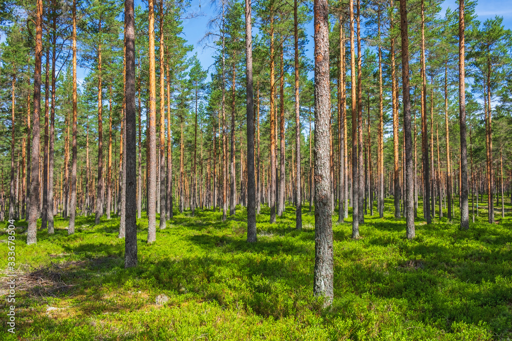 Sunny pine woodland in the summer