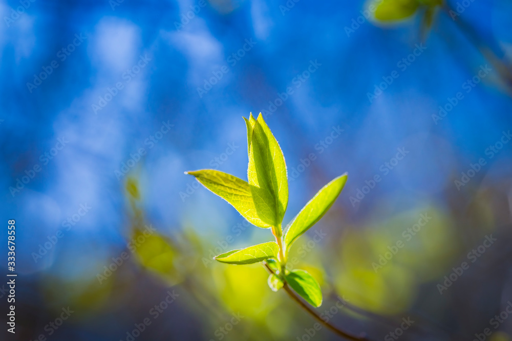 Obraz premium Fresh green spring leaves on the branch in sun rays. Early spring nature background. Copy space for text.