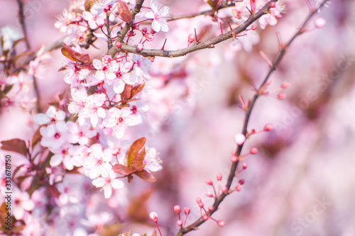 spring flower cherry © Daniel