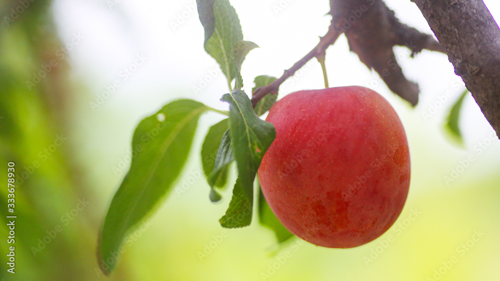 Plum tree brunch, Prunus fresh fruits on a tree Plum tree brunch, Prunus fresh fruits on a tree