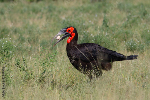 Happy Easter - Southern Ground Hornbill found an egg in Kruger National Park in South Africa