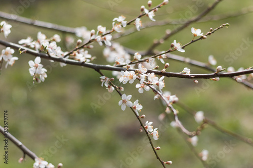 Tree buds in the spring. Plum buds. Plum blossom. Spring background © Miglena