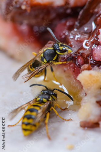 Lästige Wespen fressen vom Kaffeetisch, Störenfriede auf Pflaumenkuchen, störende Wespen auf Kuchen, Wespen naschen süßes, bedrohliche Insekten belästigen Menschen, Belästigung durch Wespen