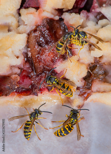 Ansammlung von Wespen fressen Pflaumenkuchen vom Teller, Wespen auf Pflaumenkuchen, Ansammlung von Wespen als Störenfriede naschen Kuchen, lästige Insekten auf Kaffeetisch photo