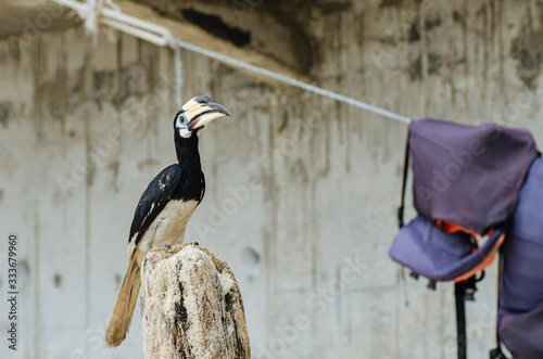 Oriental hornbill (Anthracoceros albirostris) freely live in nature is one of an attraction at Pangkor Island, Malaysia