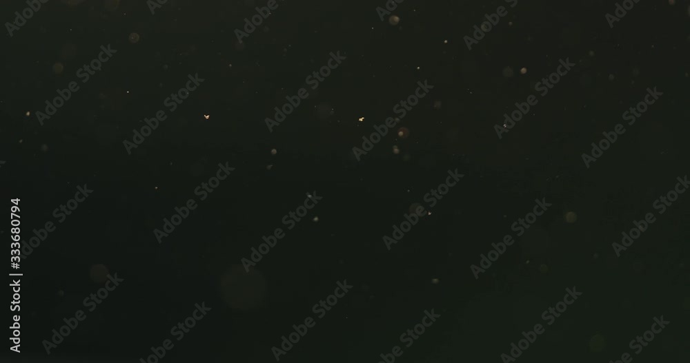 Slow motion real dust particles floating in air over black background with sunset light