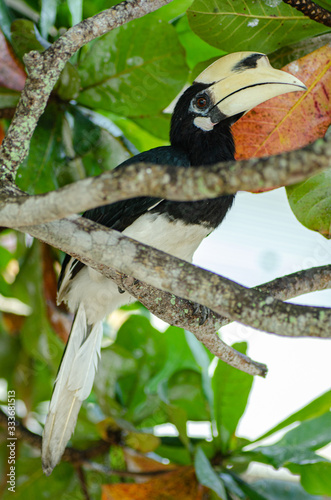 Oriental hornbill  Anthracoceros albirostris  freely live in nature is one of an attraction at Pangkor Island  Malaysia