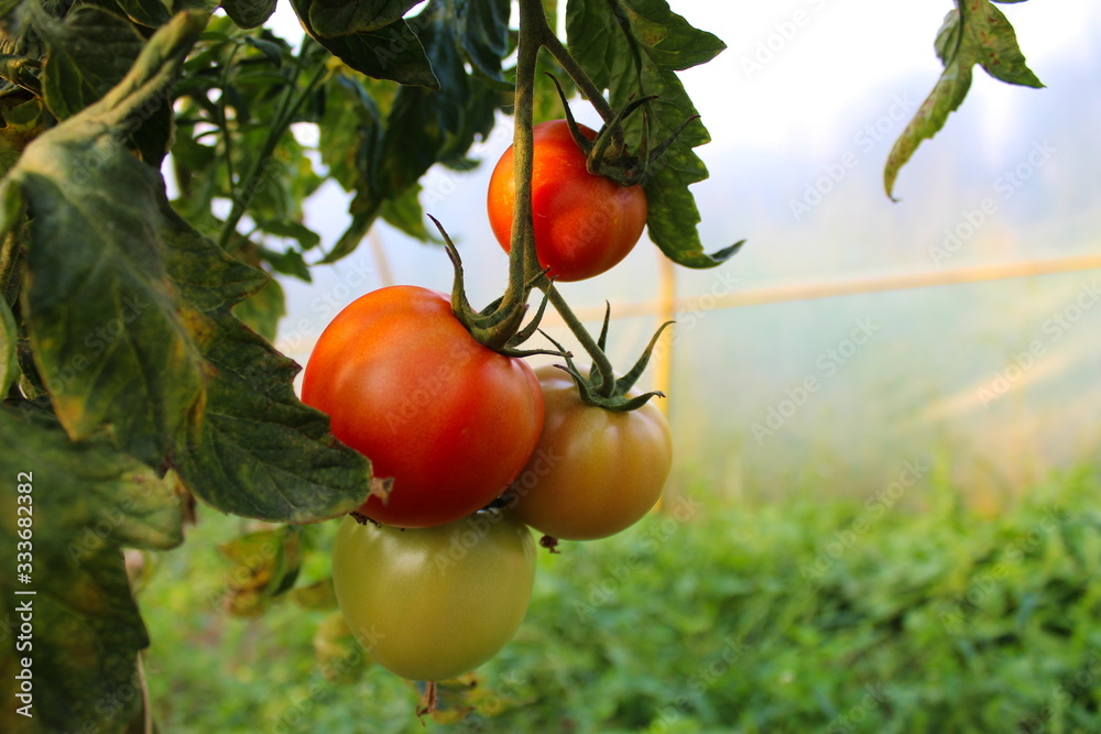 Tomatoes on a vine with a leaf in a greenhouse. Tomatoes on a vine with a leaf in a greenhouse.