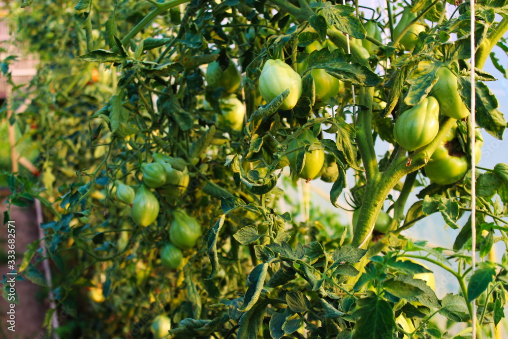 Growing tomatoes in a greenhouse. Growing tomatoes in a greenhouse.