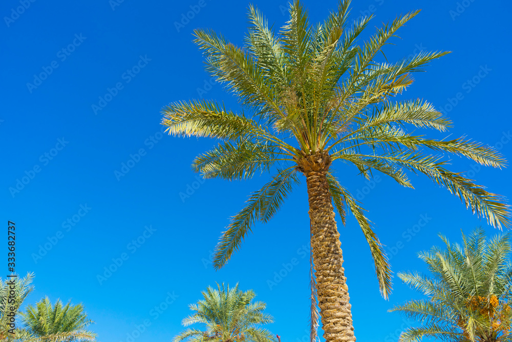 Palm trees over blue sky at sunset in Dubai, UAE.