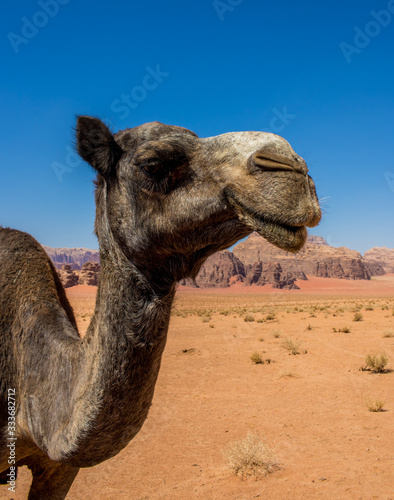 Wadi Rum Jordan  Roaming Camels 