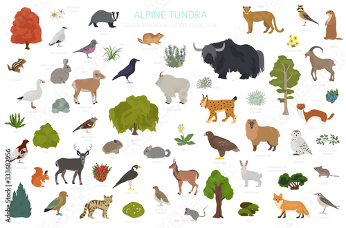 Fototapeta Naklejka Na Ścianę i Meble -  Apine tundra biome, natural region infographic. Terrestrial ecosystem world map. Animals, birds and plants design set