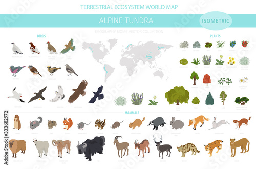Apine tundra biome, natural region isometric infographic. Terrestrial ecosystem world map. Animals, birds and plants design set