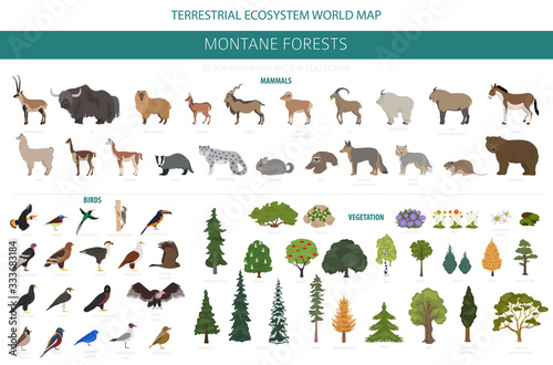 Montane forest biome, natural region infographic. Terrestrial ecosystem world map. Animals, birds and vegetations ecosystem design set © a7880ss