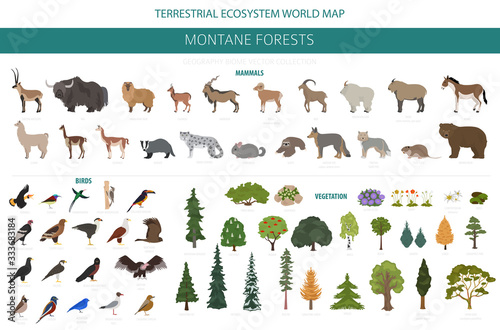 Montane forest biome, natural region infographic. Terrestrial ecosystem world map. Animals, birds and vegetations ecosystem design set
