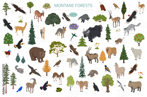 Montane forest biome, natural region infographic. Isometric version. Terrestrial ecosystem world map. Animals, birds and vegetations ecosystem design set